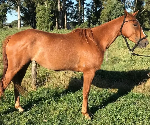 Cibao Oro Cañita Voladora