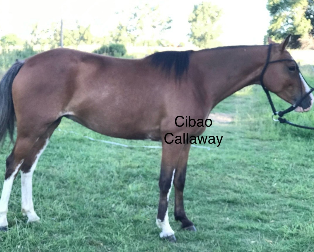 Cibao Callaway