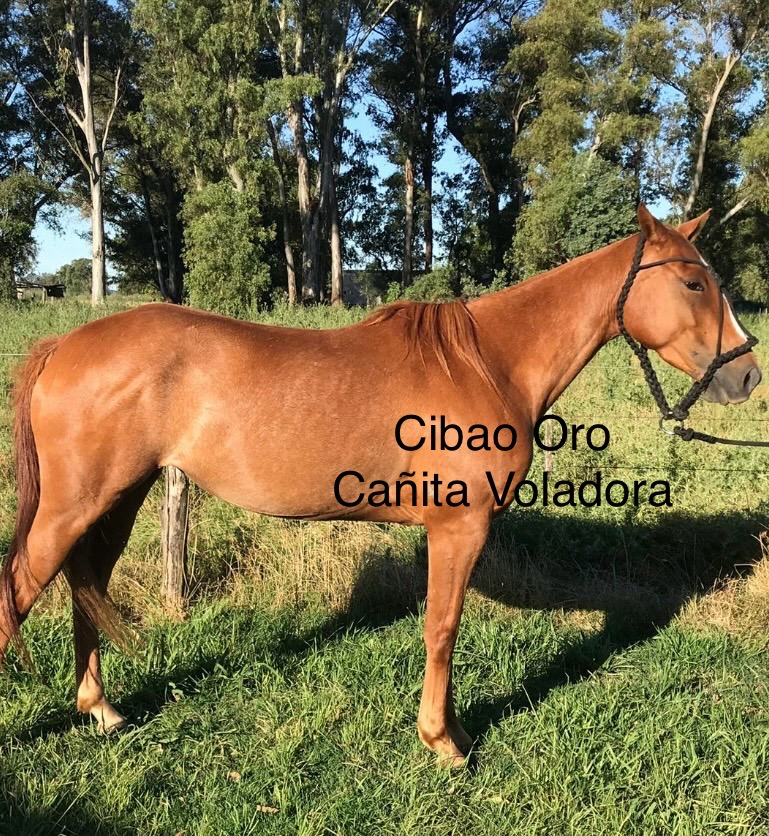 Cibao Oro Cañita Voladora
