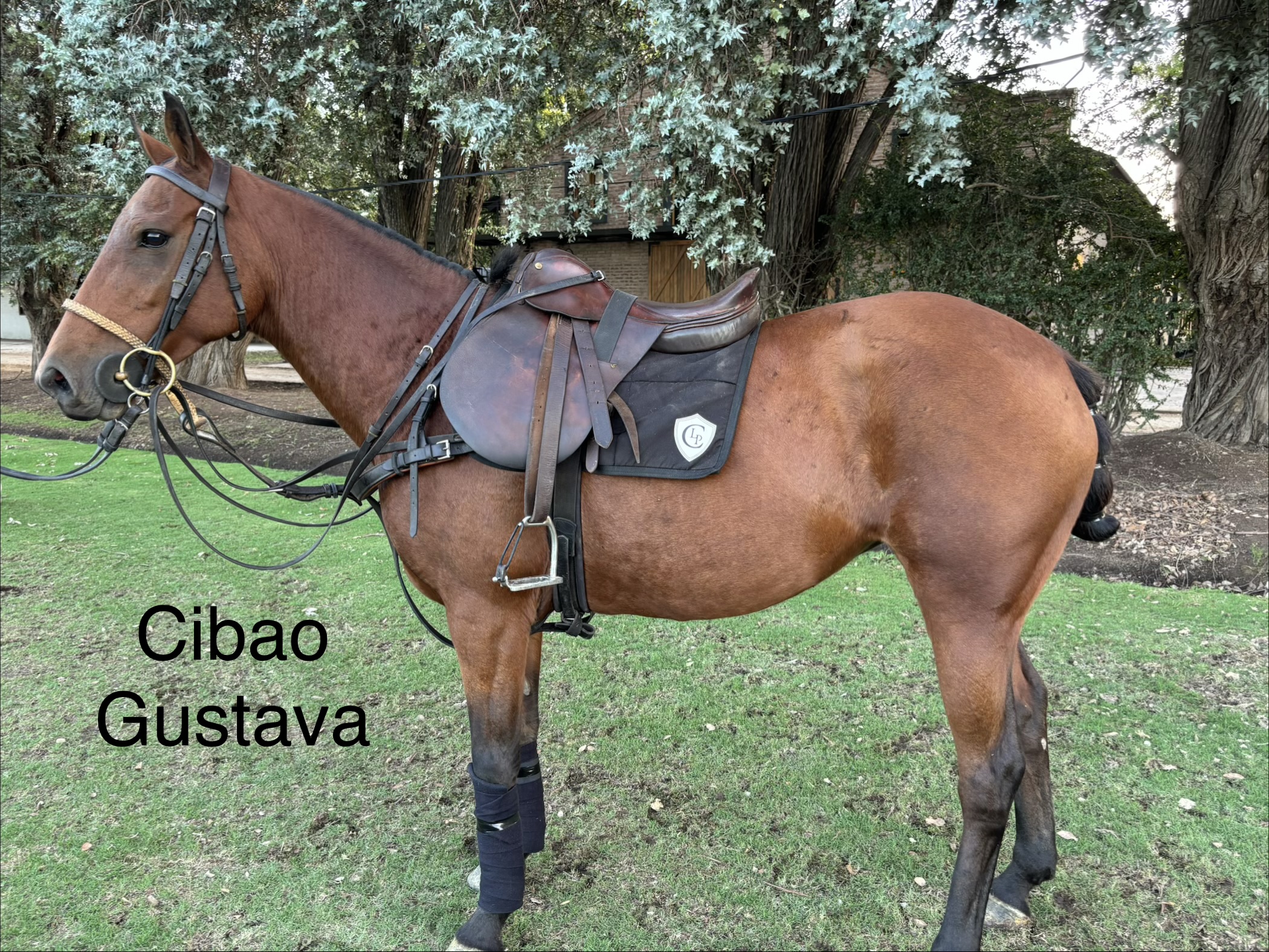 Cibao Gustava
